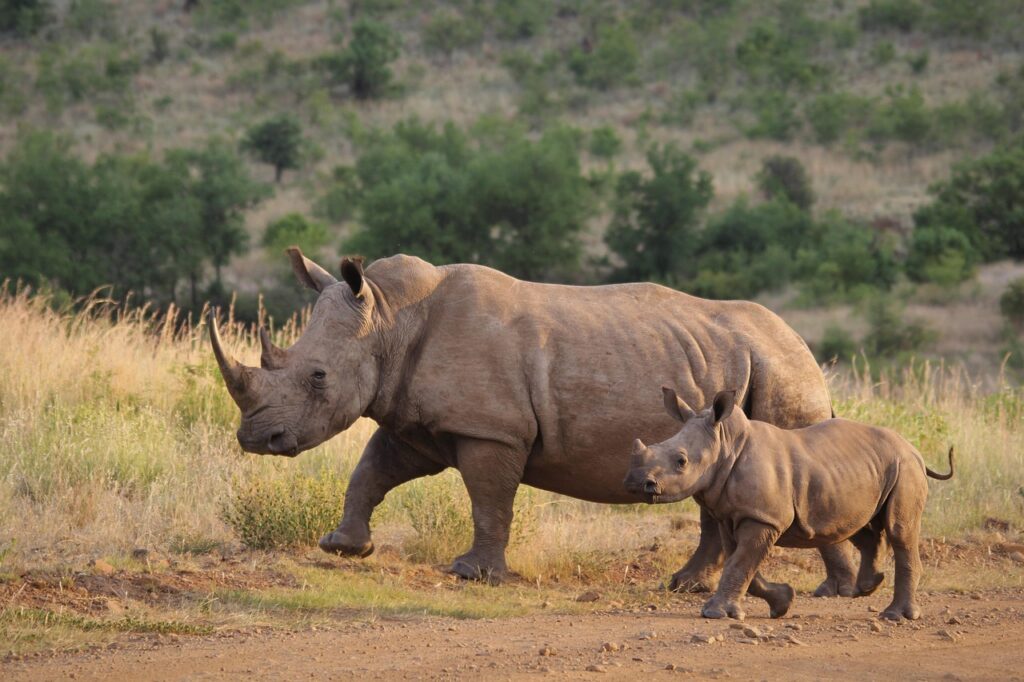 rhinoceros, rhinos, calf, animals, mammals, zoo, horns, large animal, wildlife, animal world, nature, wilderness, wildlife photography, wild, safari, rhinoceros, rhinoceros, rhinoceros, rhinoceros, rhinoceros